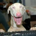 excited dog